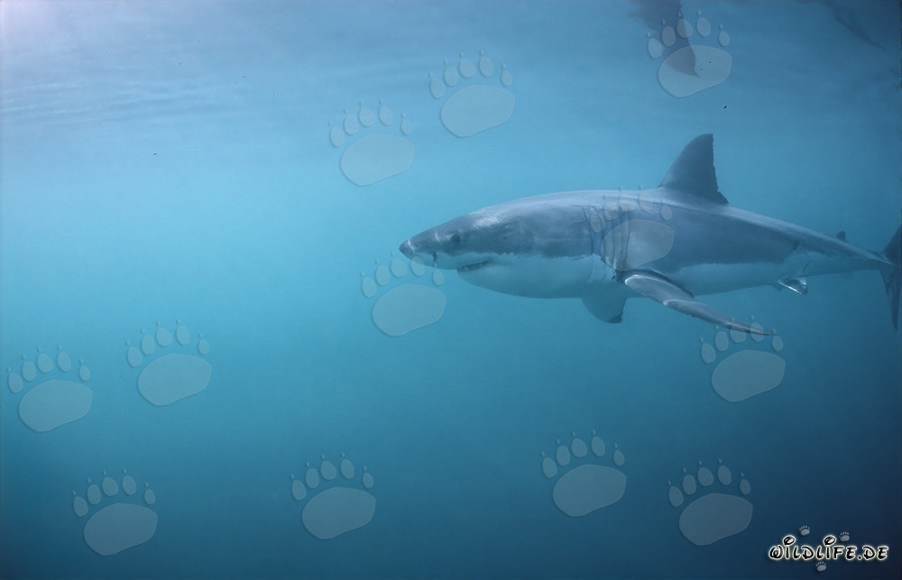 Majestuoso tiburón blanco cazando frente a Geyser Rock