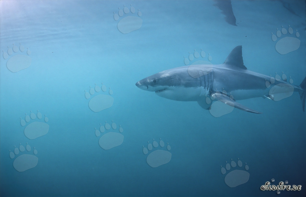 Majestätischer Weißer Hai auf der Jagd vor Geyser Rock