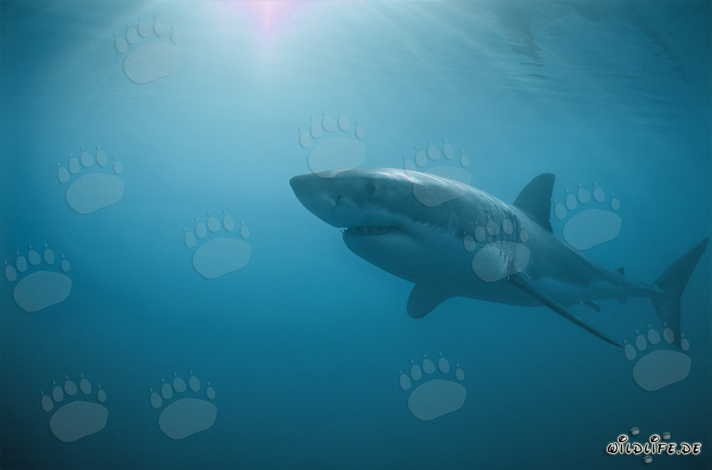 Great White Sharks off Dyer Island in South Africa