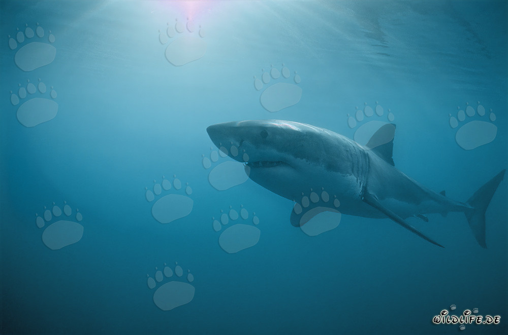 Squali bianchi davanti all'Isola Dyer in Sudafrica