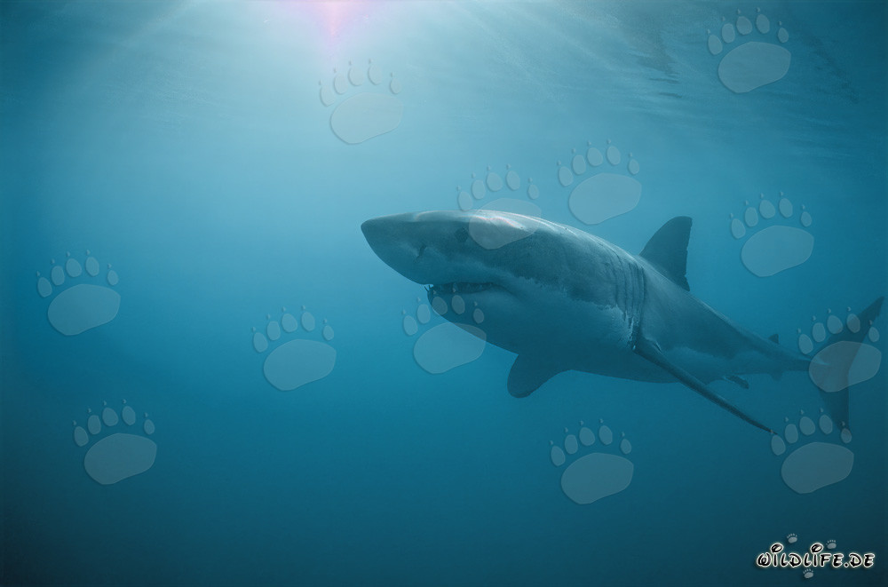 Tiburones blancos frente a la Isla Dyer en Sudáfrica