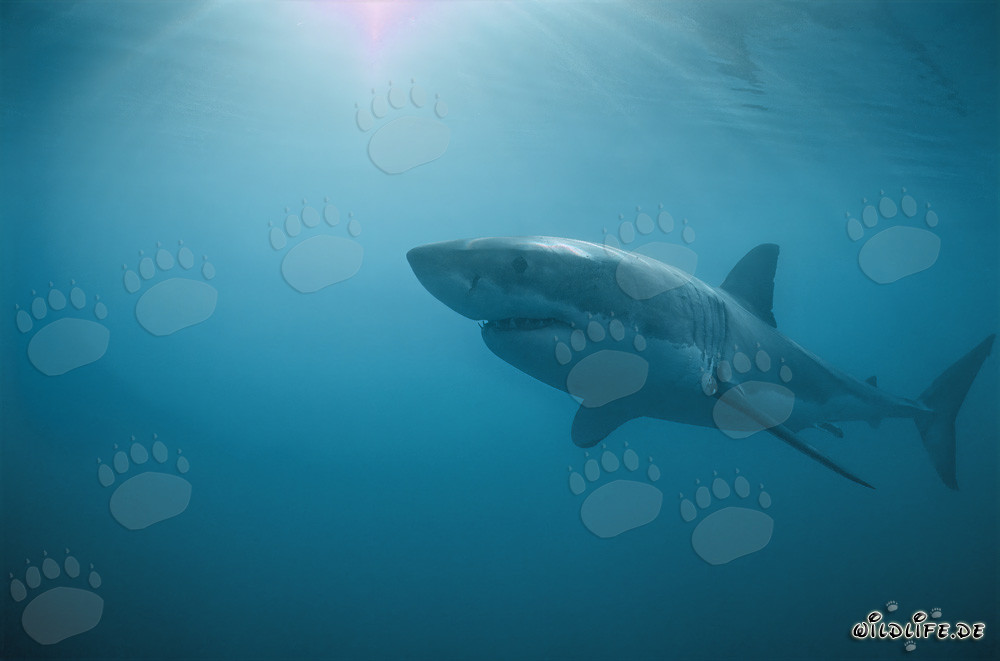 Weiße Haie vor Dyer Island in Südafrika