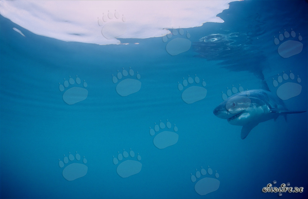 Baby Great White Shark observed close to the water surface