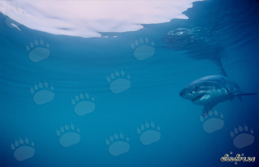 Bébé Grand Requin Blanc observé juste sous la surface de l'eau