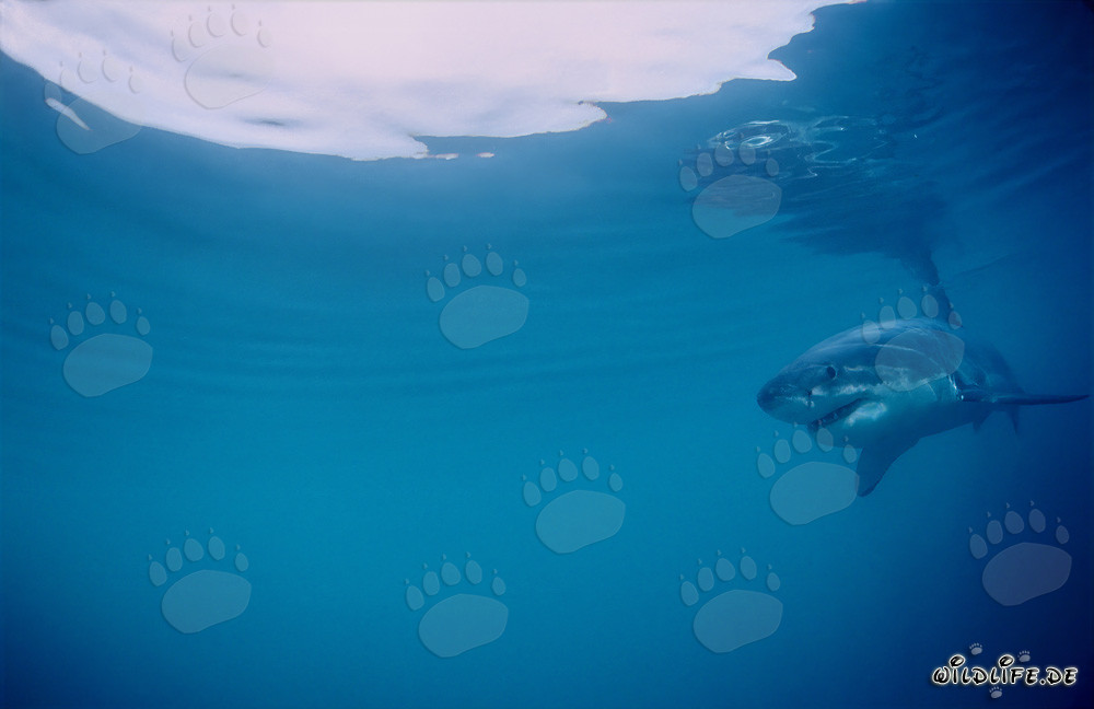 Bimbo Squalo Bianco osservato proprio sotto la superficie dell'acqua