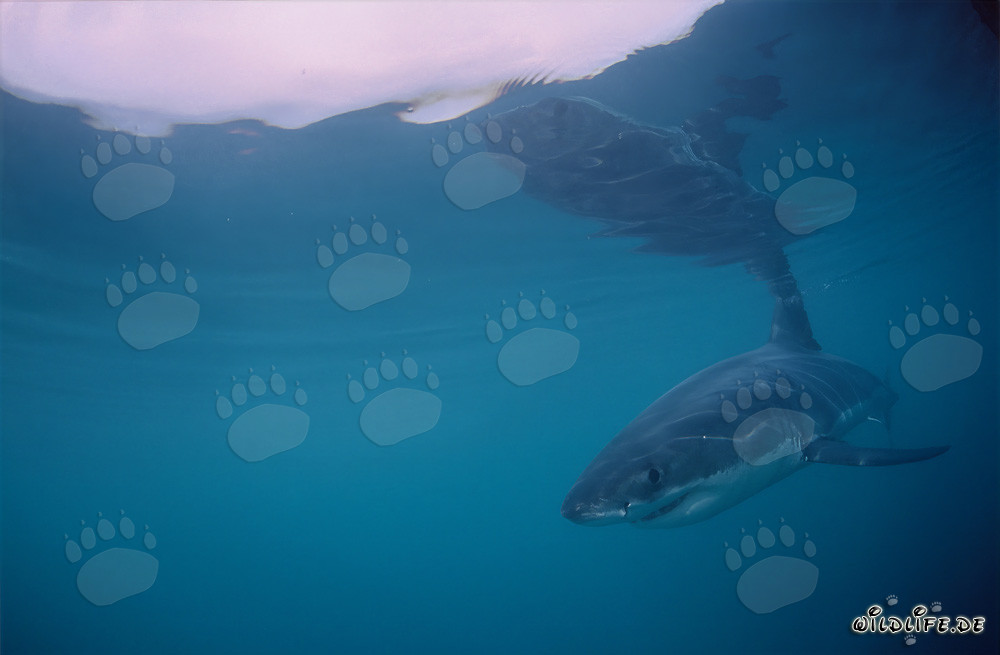 Baby Great White Shark near Dyer Island