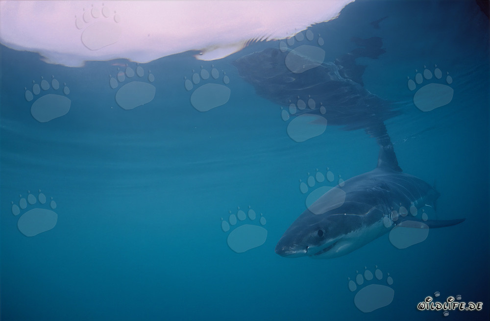 Jeune requin blanc près de l'île de Dyer