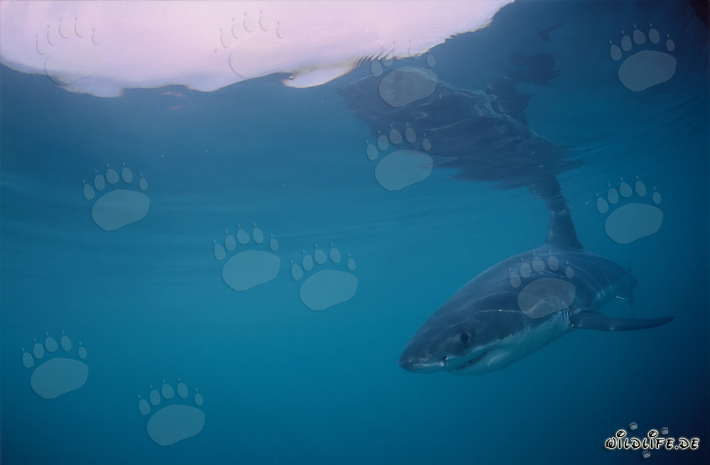 Cucciolo di Squalo Bianco vicino all'Isola Dyer