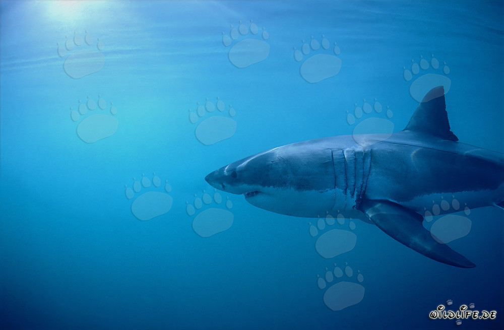 Gran tiburón blanco: impresionantes branquias y largas aletas pectorales