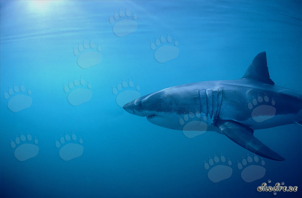 Grand requin blanc : impressionnantes fentes branchiales et longues nageoires pectorales