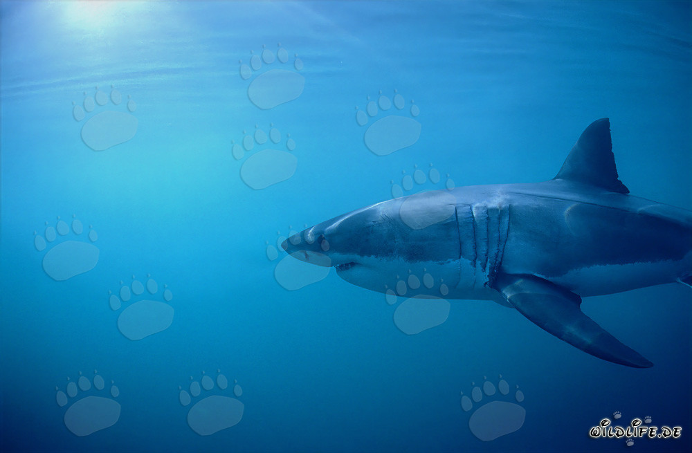Grande squalo bianco: impressionanti branchie e lunghe pinne pettorali