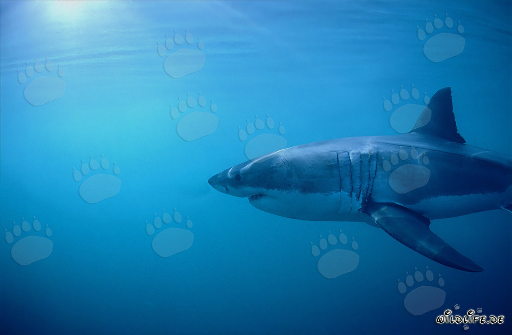 Great White Shark: Impressive Gill Slits and Long Pectoral Fins