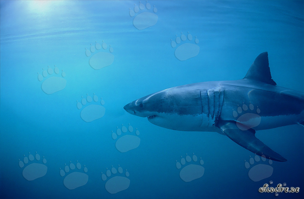 Großer Weißer Hai: Imposante Kiemenspalten und lange Brustflossen