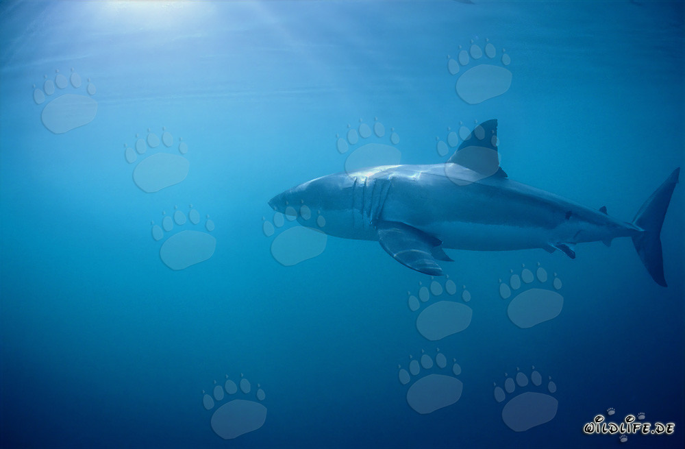 Le grand requin blanc - Majestueux habitant des mers au large des côtes sud-africaines