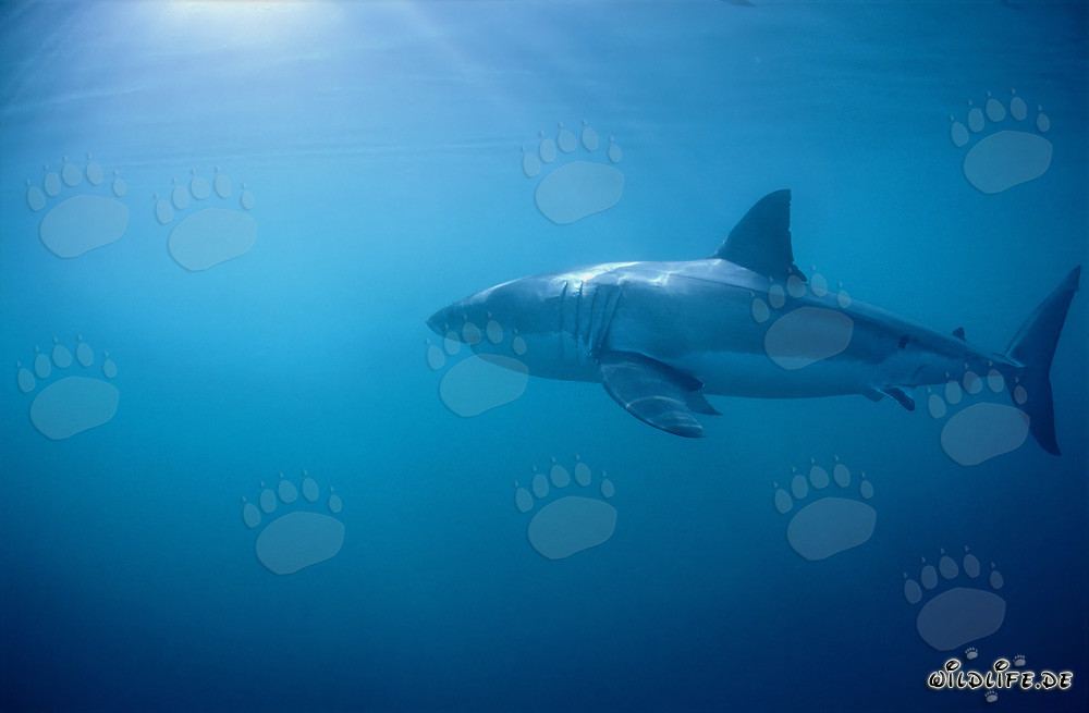 The Great White Shark - Majestic Sea Creature off the Coast of South Africa