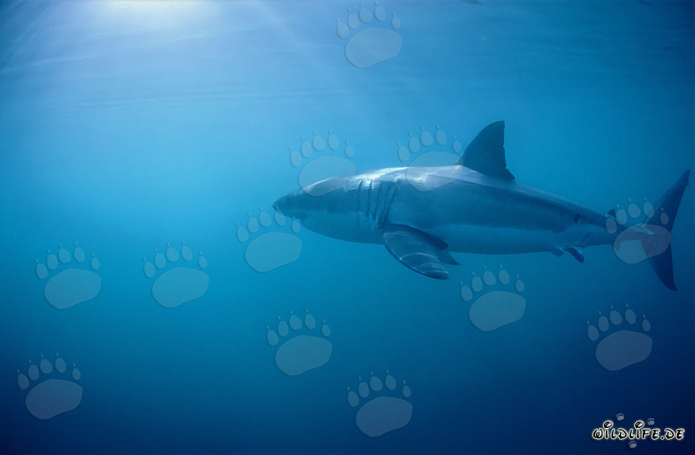 Lo squalo bianco - Maestoso abitante marino al largo delle coste sudafricane
