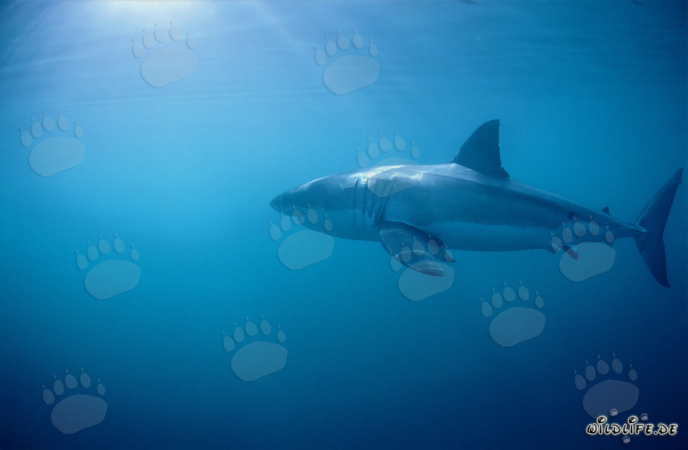 El tiburón blanco - Majestuoso habitante marino frente a la costa de Sudáfrica