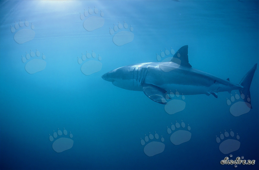 Der Weiße Hai - Majestätischer Meeresbewohner vor der Küste Südafrikas