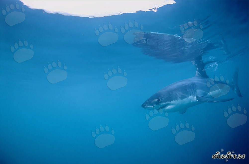 Gran tiburón blanco en busca de presas frente a la costa sudafricana