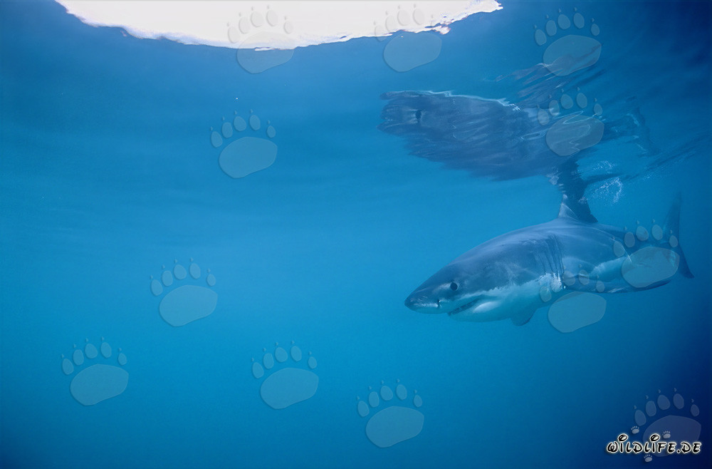 Grand requin blanc à la recherche de proies au large de la côte sud-africaine