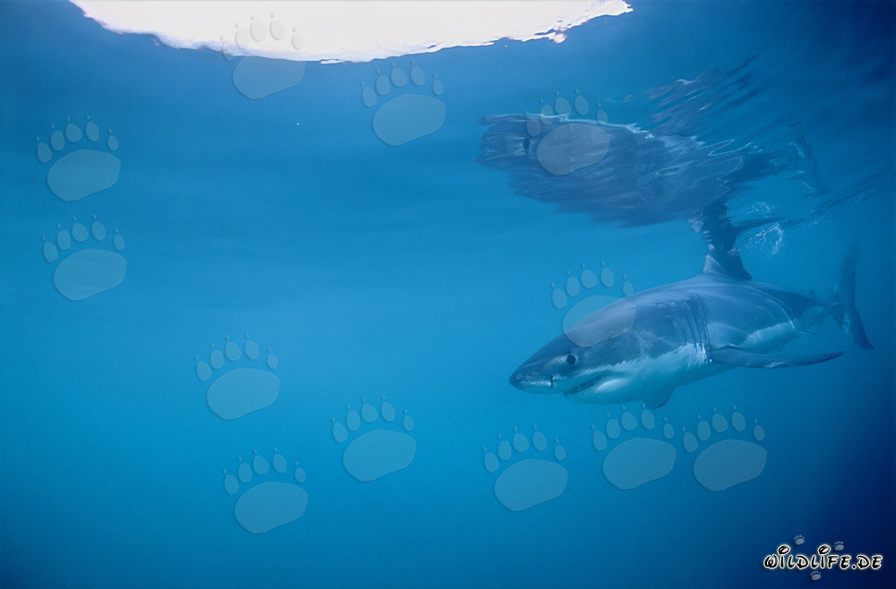 Grande squalo bianco alla ricerca di prede al largo della costa sudafricana