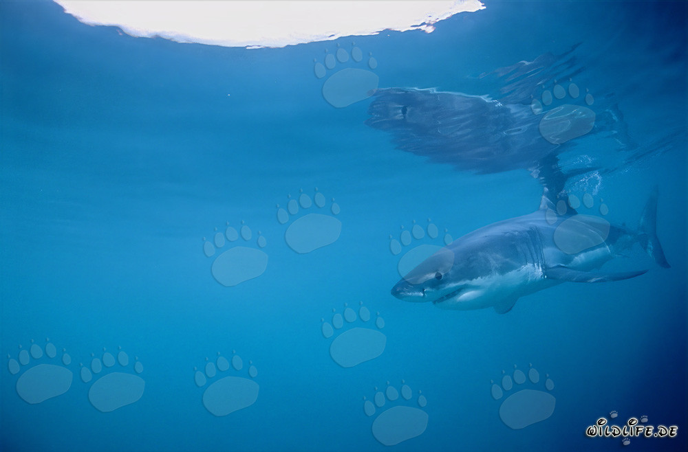 Great White Shark on the Hunt off the South African Coast