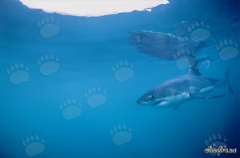 Großer Weißer Hai auf Beutesuche vor der Südafrikanischen Küste