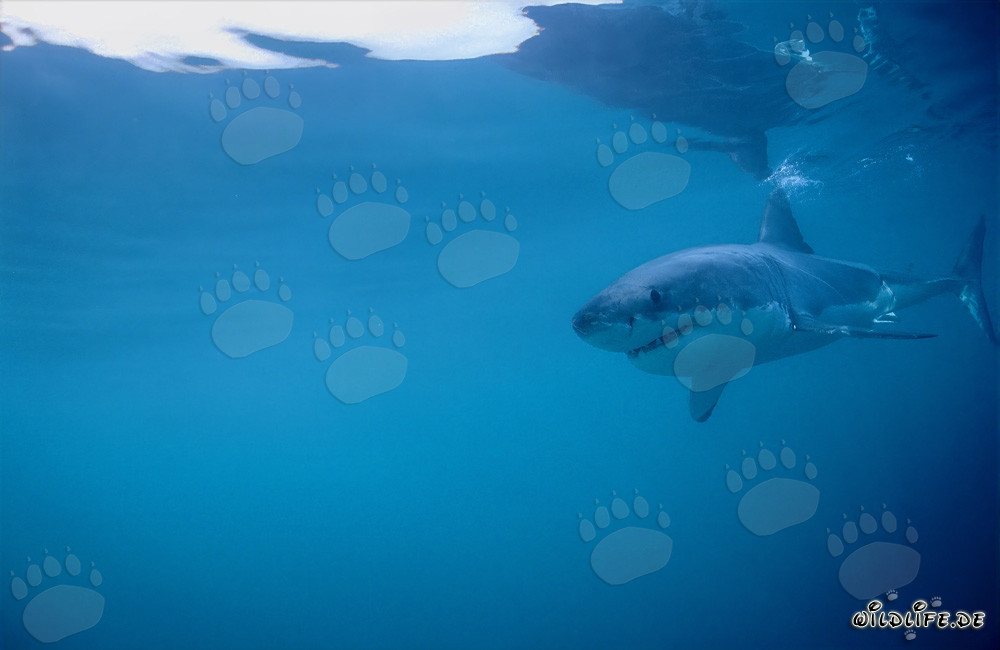 Fascinating Baby Great White Shark searching for prey off Gansbaai