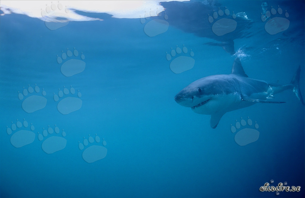 Affascinante giovane squalo bianco in cerca di cibo davanti a Gansbaai