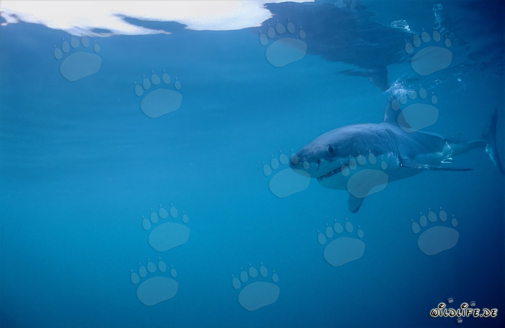 Jeune grand requin blanc fascinant à la recherche de nourriture devant Gansbaai