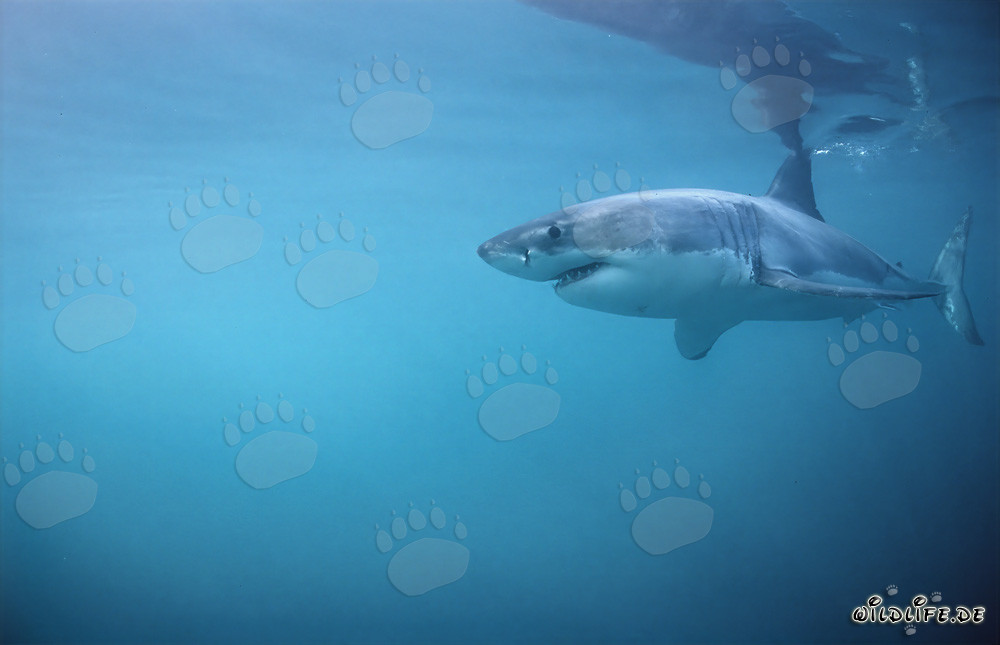 Grande squalo bianco - Re dei mari