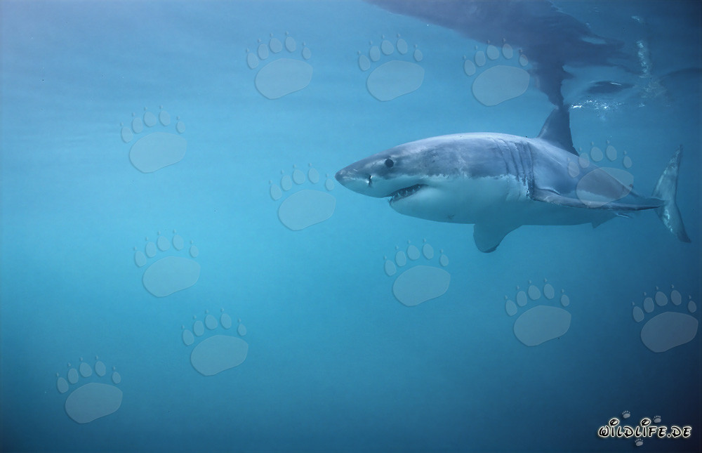 Grand requin blanc - Roi des mers