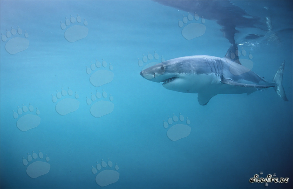 Gran tiburón blanco - Rey de los mares