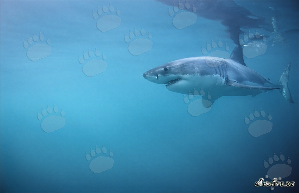 Impressive Great White Shark - King of the Seas