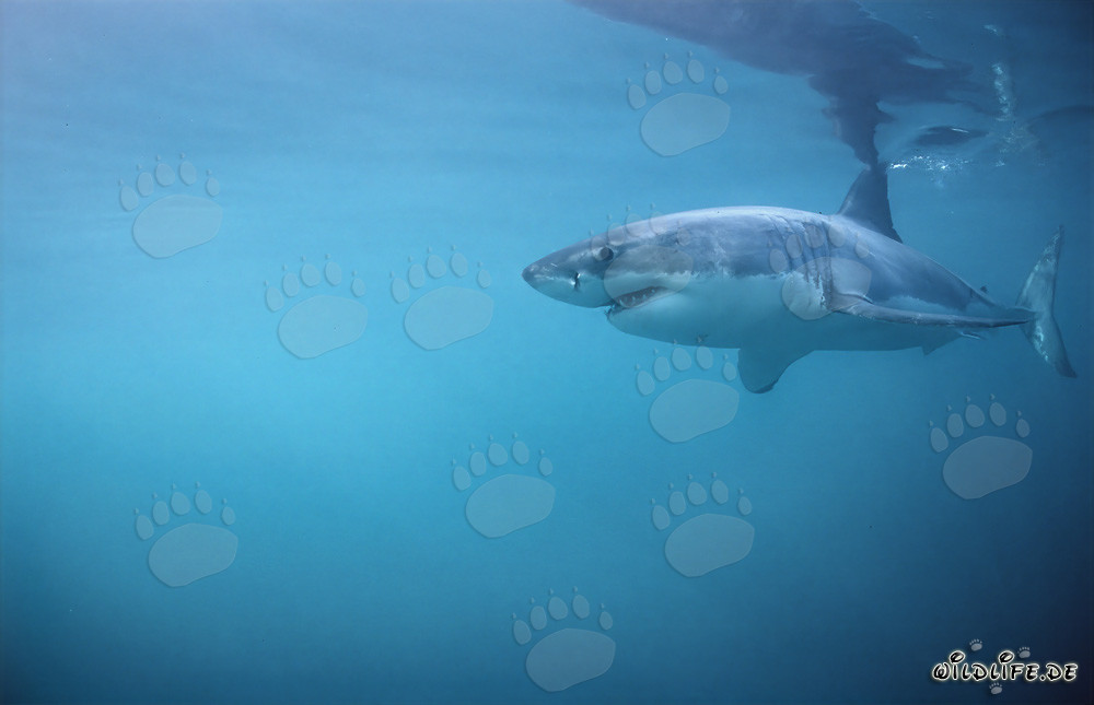 Imposanter Weißer Hai - König der Meere