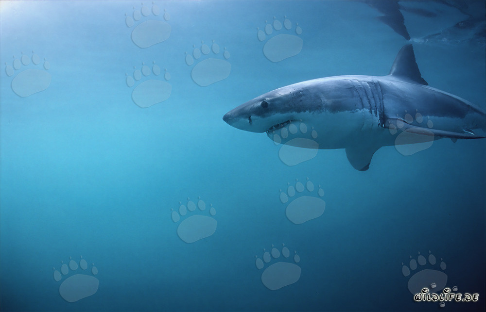 Gran tiburón blanco cazando frente a Geyser Rock