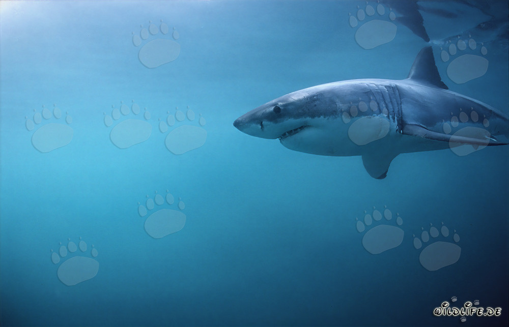 Grand requin blanc en chasse devant Geyser Rock