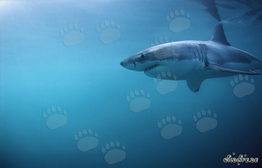 Great White Shark Hunting near Geyser Rock