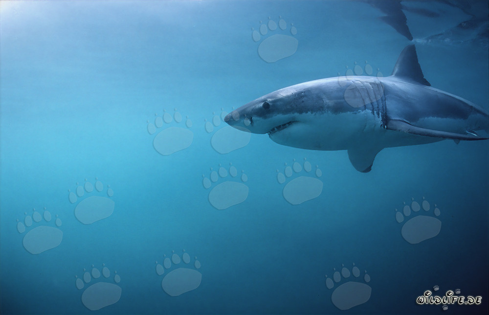 Großer Weißer Hai auf der Jagd vor Geyser Rock