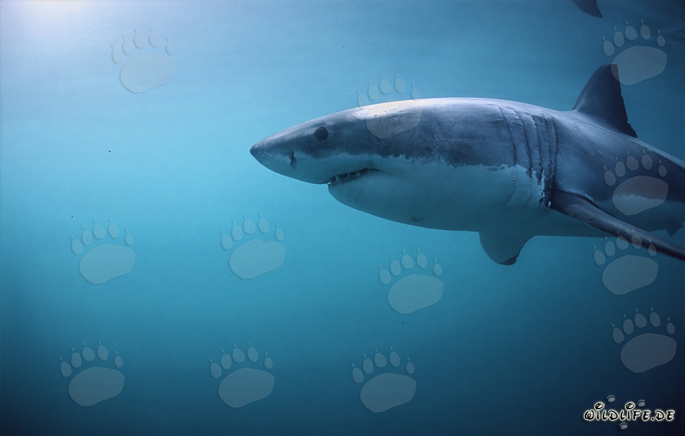 Majestic Great White Shark with Impressive Gill Slits and Powerful Pectoral Fins
