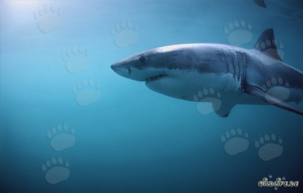 Grand requin blanc majestueux avec des branchies imposantes et de puissantes nageoires pectorales