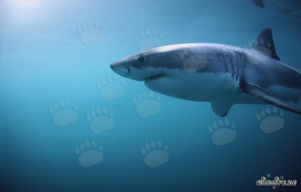 Majestoso squalo bianco con impressionanti branchie e potenti pinne pettorali