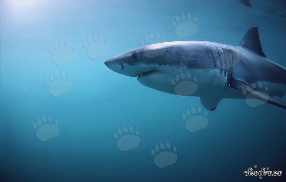 Majestuoso tiburón blanco con impresionantes branquias y potentes aletas pectorales