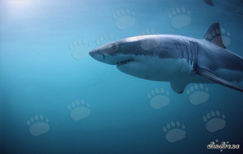 Majestätischer Weißer Hai mit imposanten Kiemenspalten und kräftigen Brustflossen
