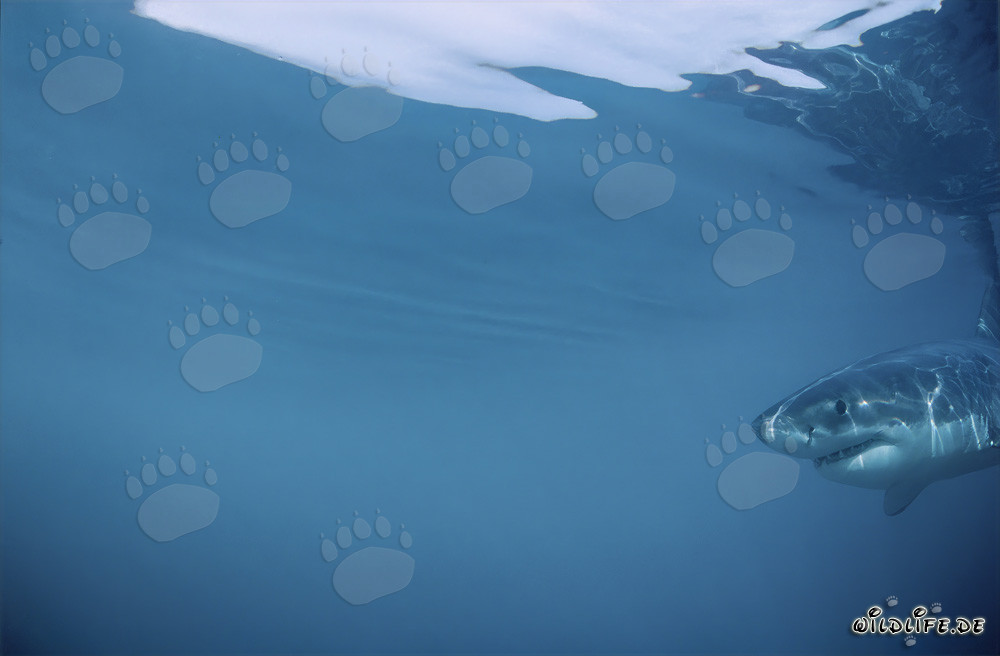 Juvenile Great White Shark - Portrait of a Baby Shark in South Africa