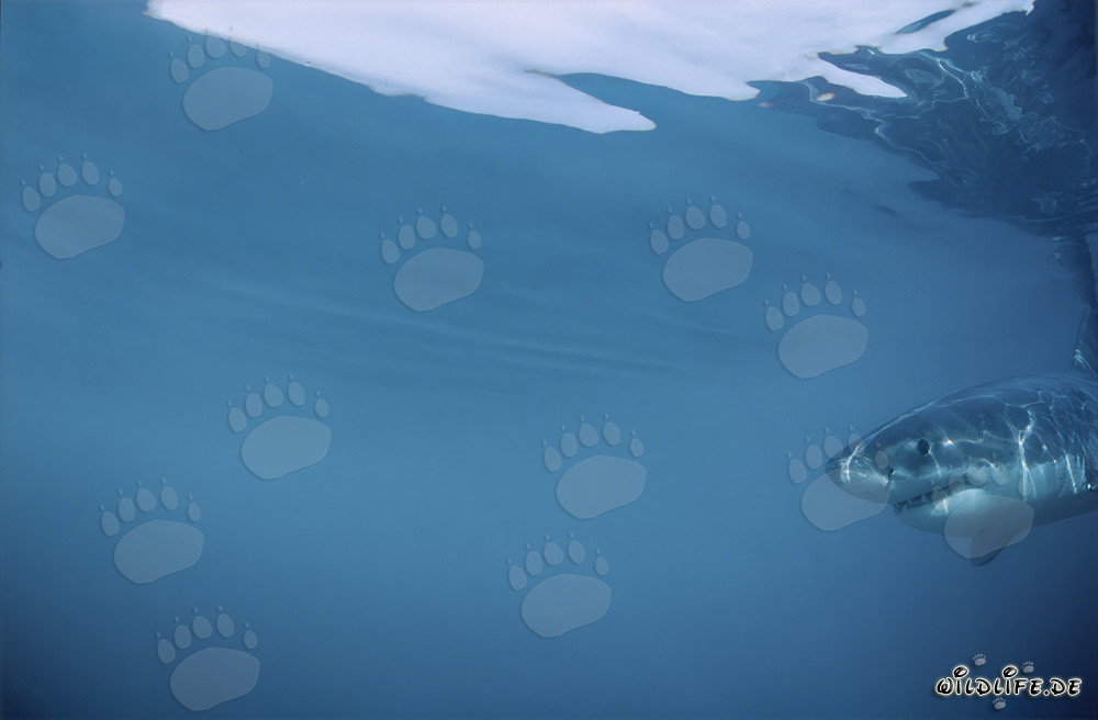 Requin blanc juvénile - Portrait d'un bébé requin en Afrique du Sud