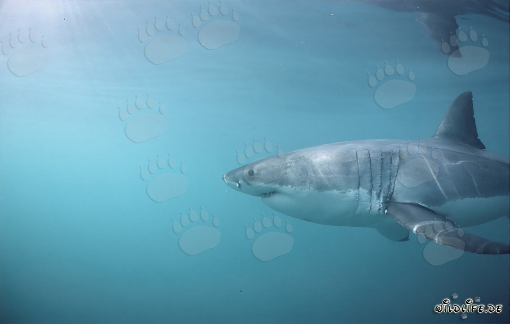 Grand requin blanc imposant avec de grandes ouvertures branchiales et de longues nageoires pectorales
