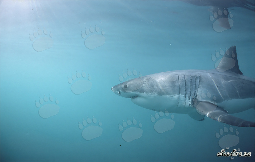 Impressive Great White Shark with Large Gill Slits and Long Pectoral Fins