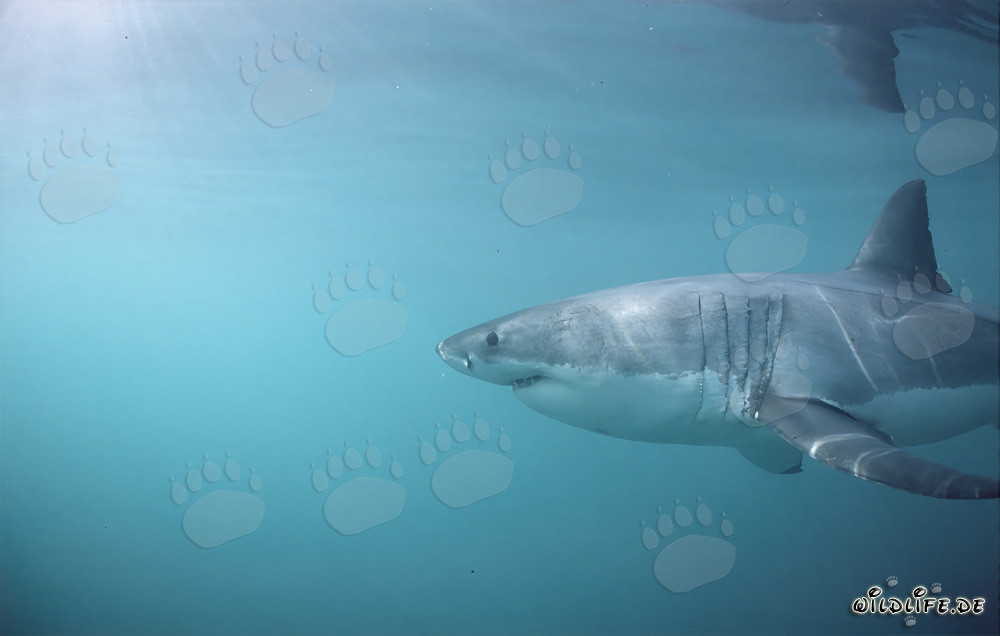 Imponente squalo bianco con grandi fessure branchiali e lunghe pinne pettorali