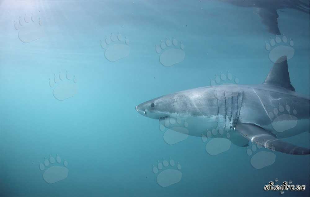 Impresionante tiburón blanco con grandes hendiduras branquiales y largas aletas pectorales